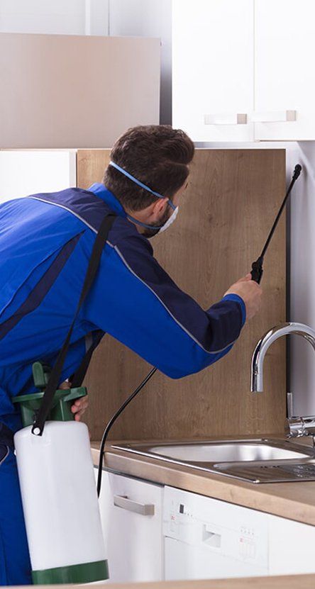 Pest Control Technician Spraying Inside — Terminator Ant & Pest Control in Nambucca Heads, NSW