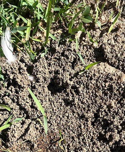 Ant Habitat — Terminator Ant & Pest Control in Nambucca Heads, NSW Ant Habitat — Terminator Ant & Pest Control in Nambucca Heads, NSW