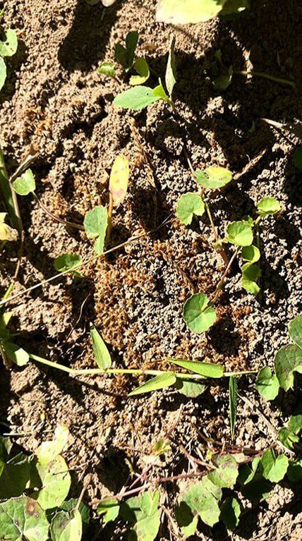 Funnel Ants — Terminator Ant & Pest Control in Nambucca Heads, NSW Funnel Ants — Terminator Ant & Pest Control in Nambucca Heads, NSW