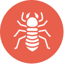 Termites