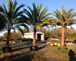Potted Palms
