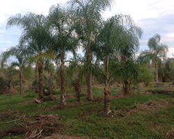 Tall Palm Trees