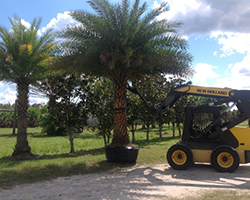 Tree Installation
