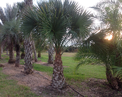 Windmill Palm Trees