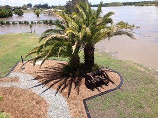 palm tree kerb