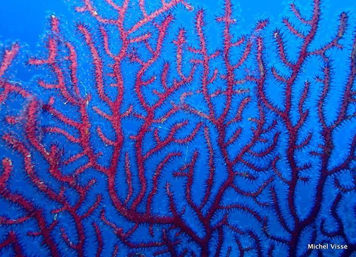 Corail noir