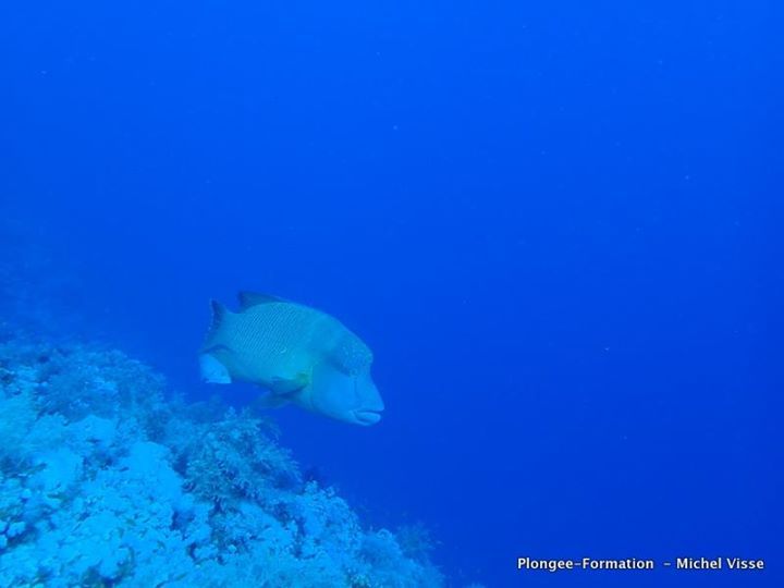 Poisson napoleon