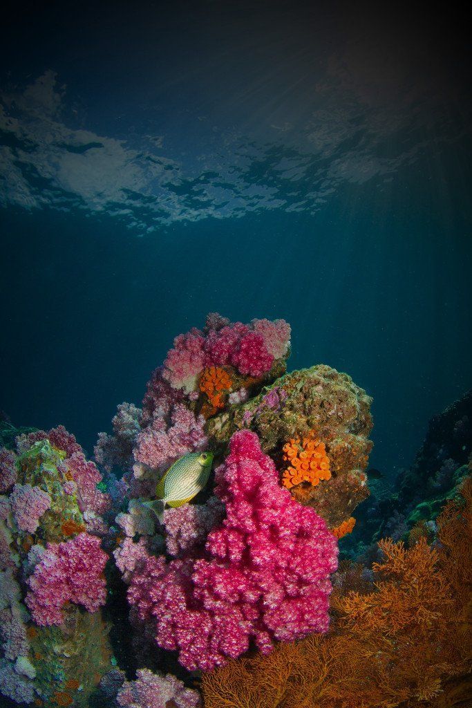 Égypte, corail
