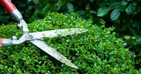 Garden maintenance