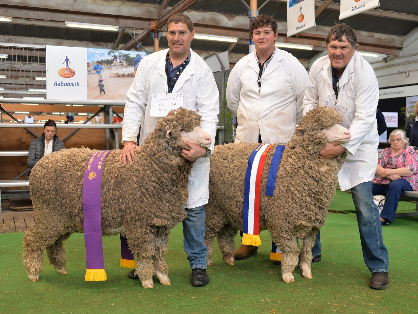 Gray Sheep 02