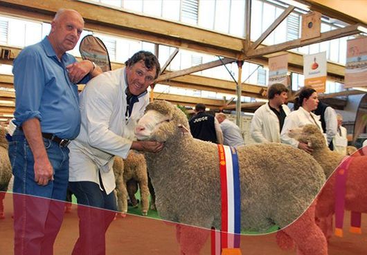 Sheep award