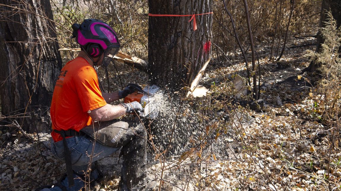 A man is cutting a tree with a chainsaw in the woods.