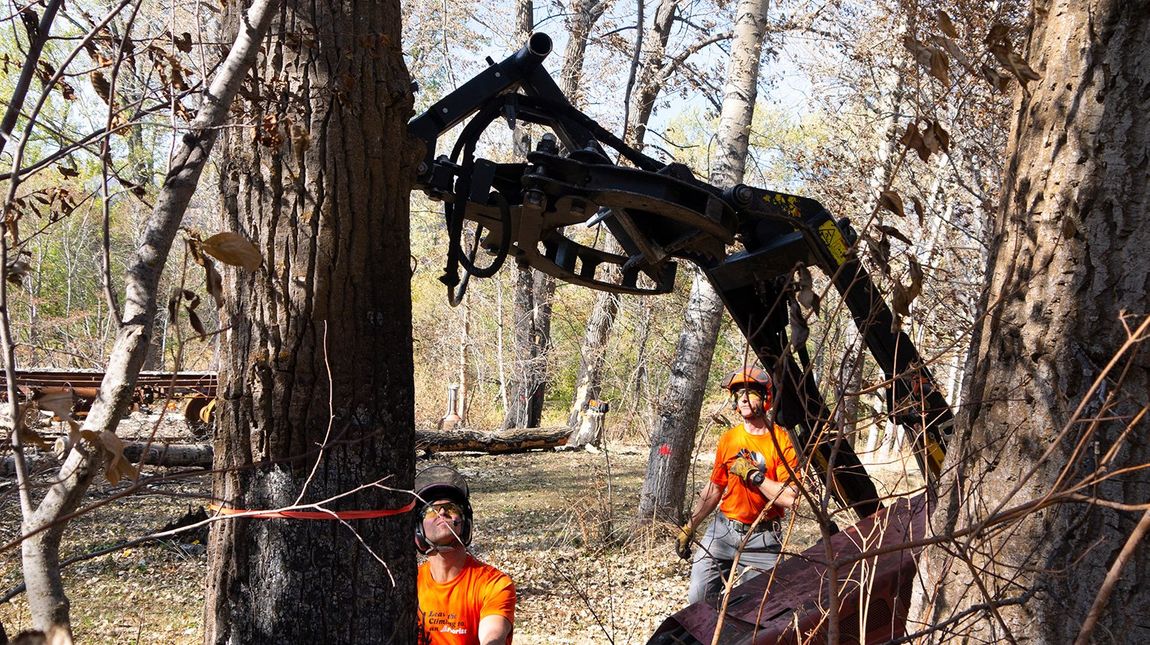 Two men are cutting a tree with a machine in the woods.