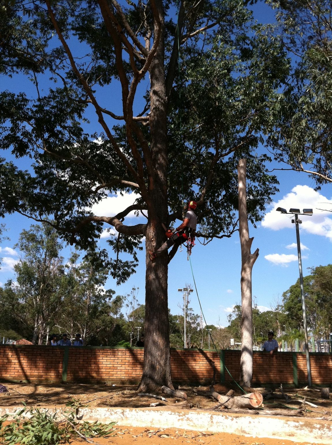 A man is climbing a tree in a park