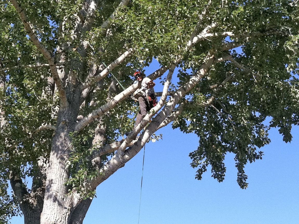 A man is climbing a tree with a chainsaw.