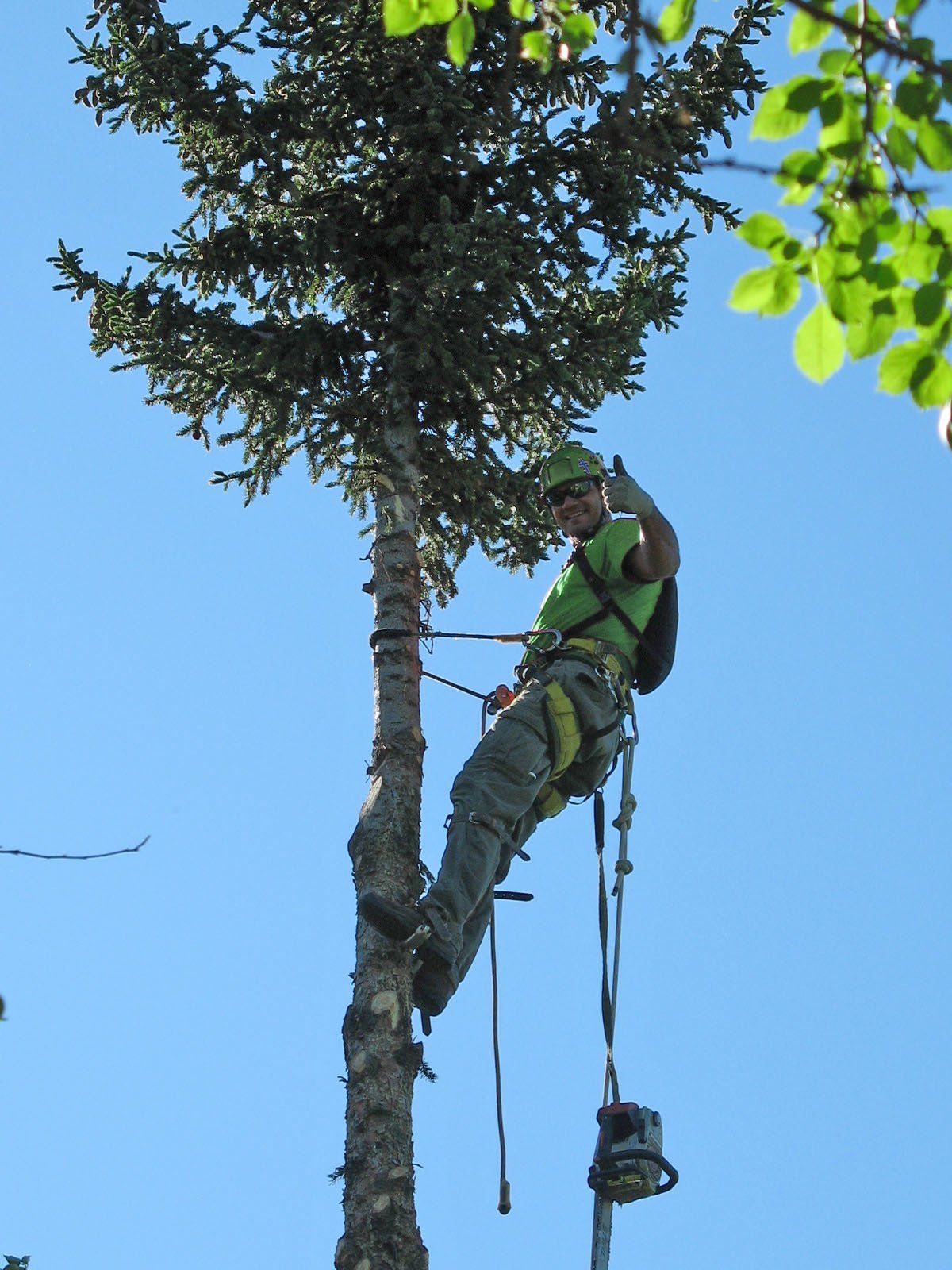 A man in a green shirt is climbing a tree