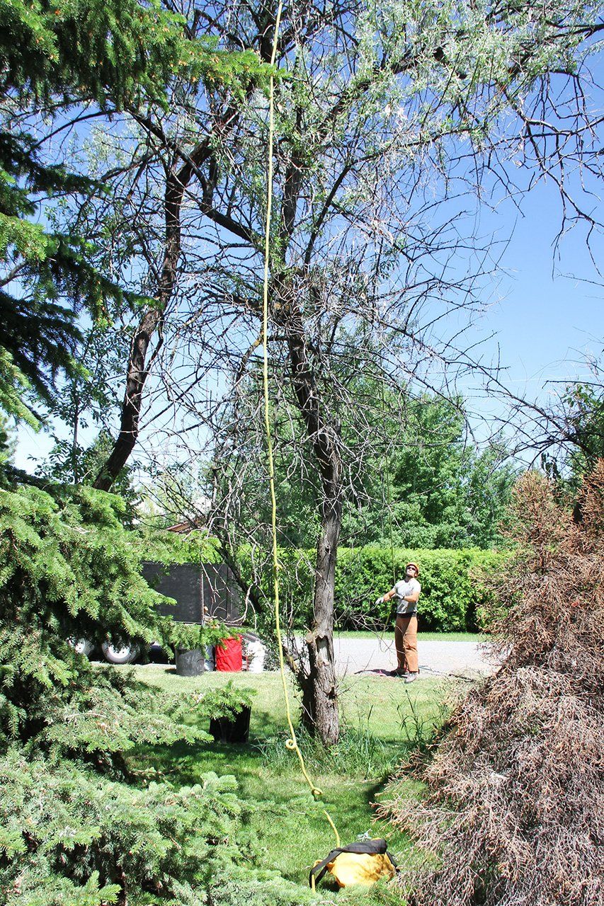 A man is standing next to a tree in a yard.