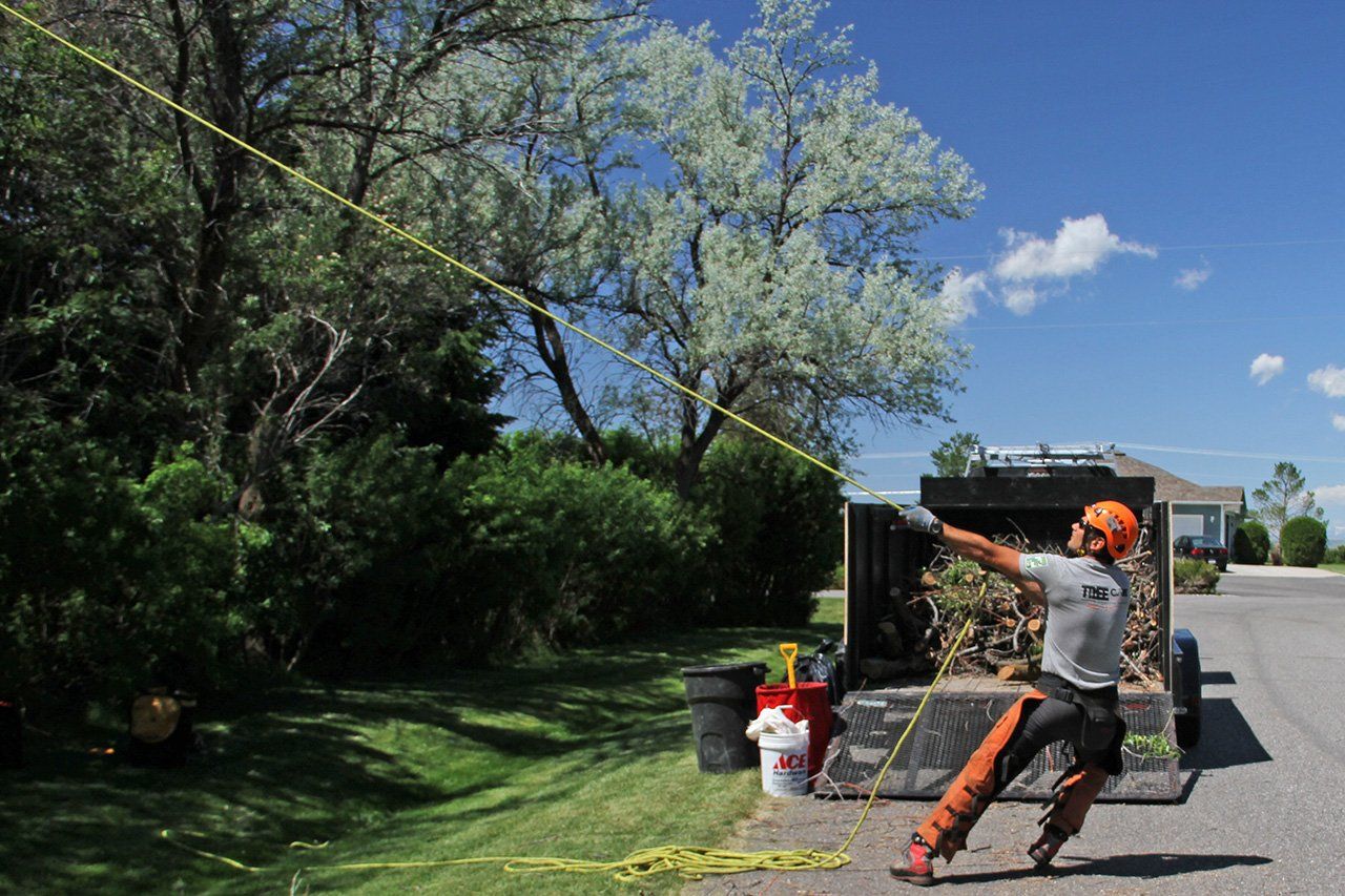 A man is using a rope to pull a tree from a trailer.