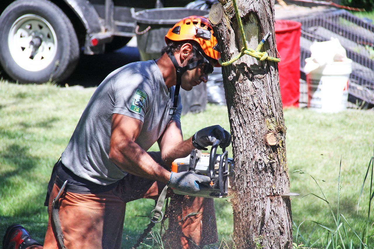 A man is cutting a tree with a chainsaw.