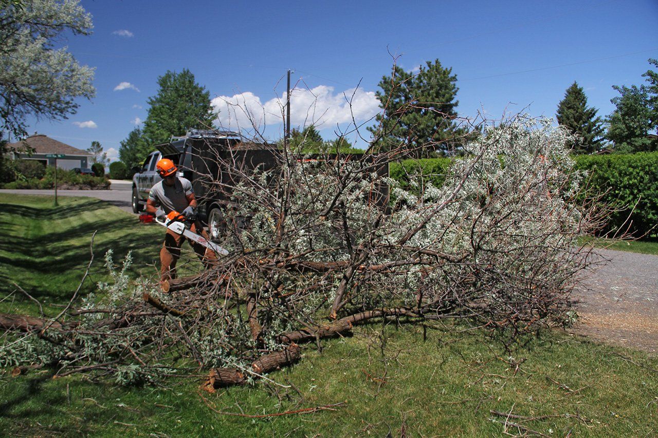 A man is cutting a tree with a chainsaw.
