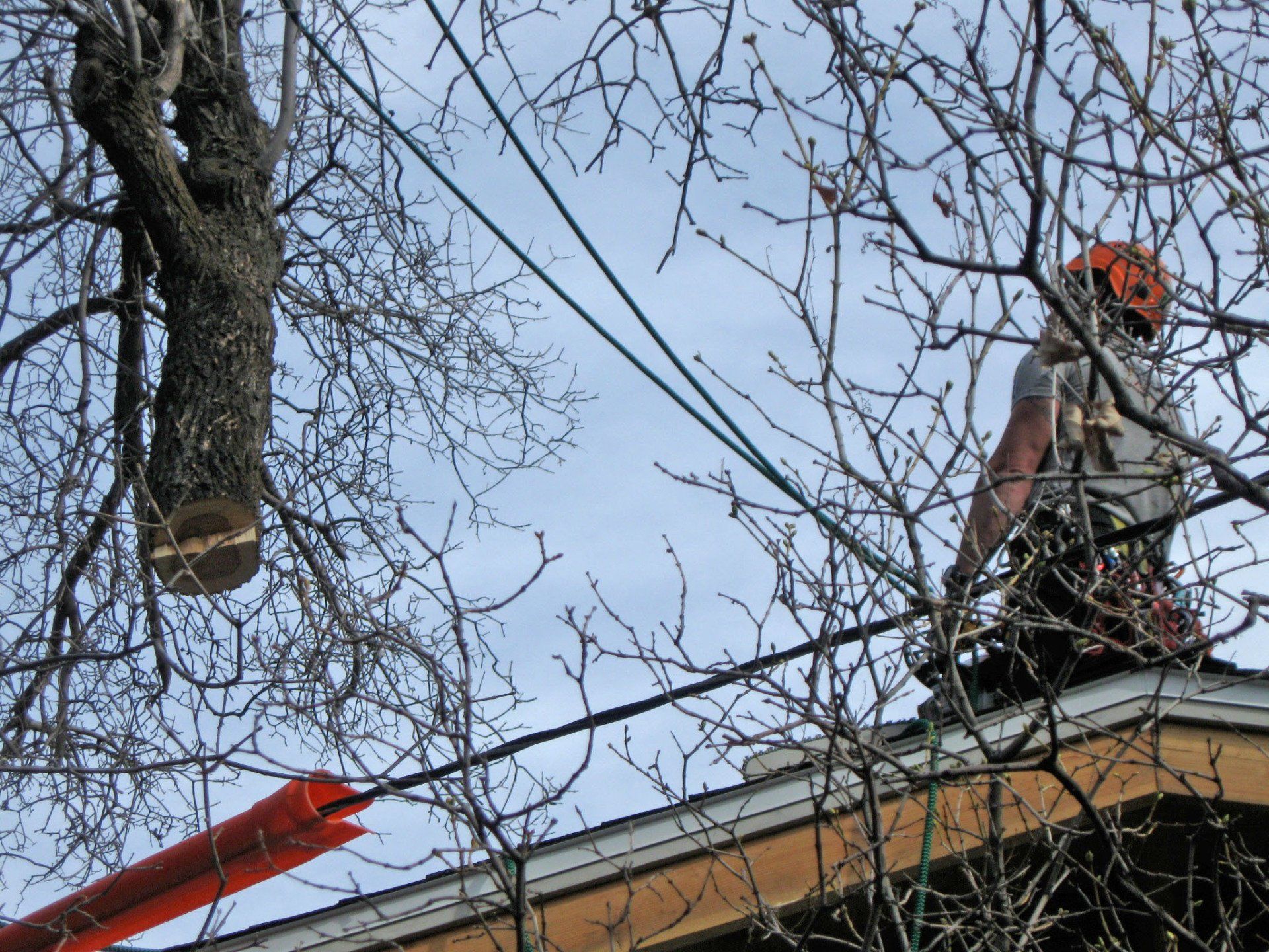 A man is standing on a roof cutting a tree