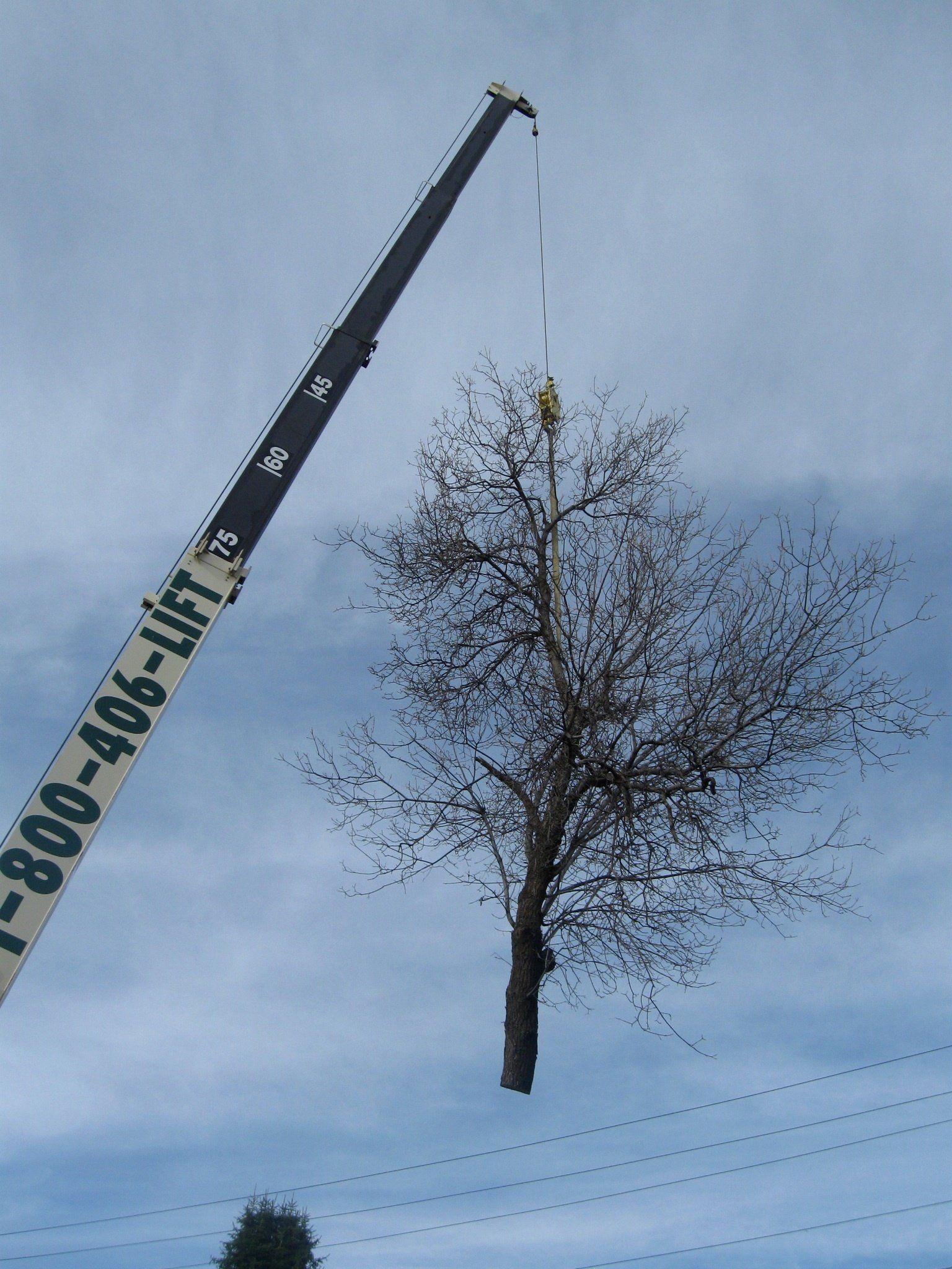 A crane is lifting a tree in the air