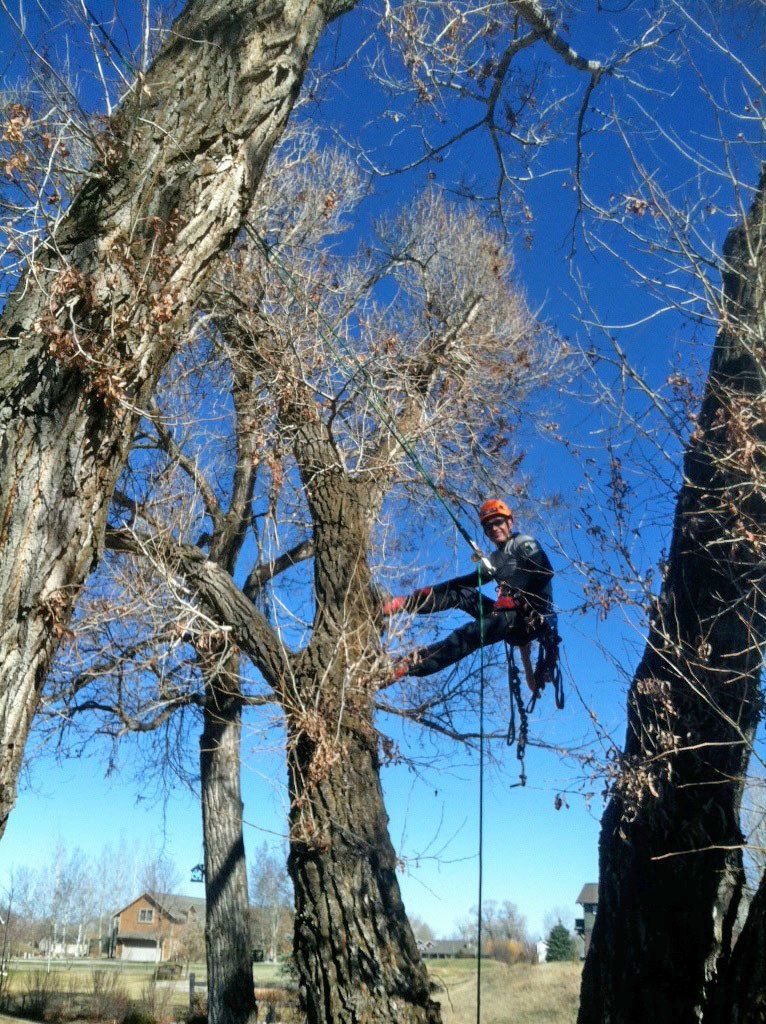 A man is climbing a tree on a rope.