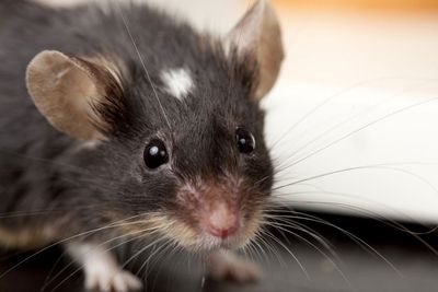 mouse