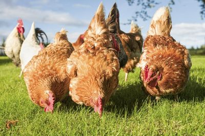 Fallen livestock disposal