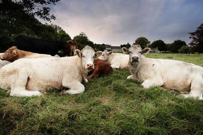 DEFRA-approved post-mortem services