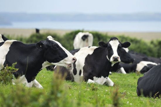 Your local farm animal disposal company