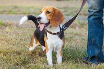 Dog walking services