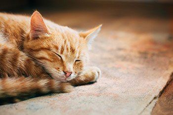Sleeping cat
