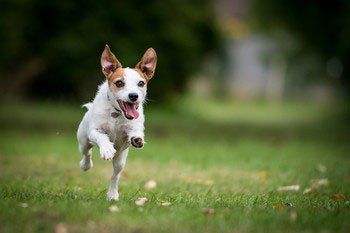 Running dog