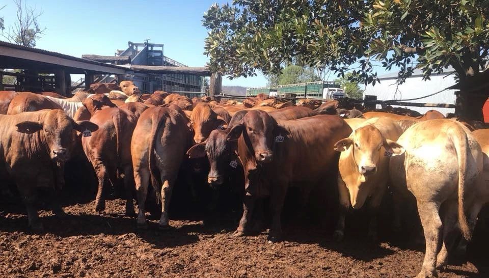 January 2020 Bulls