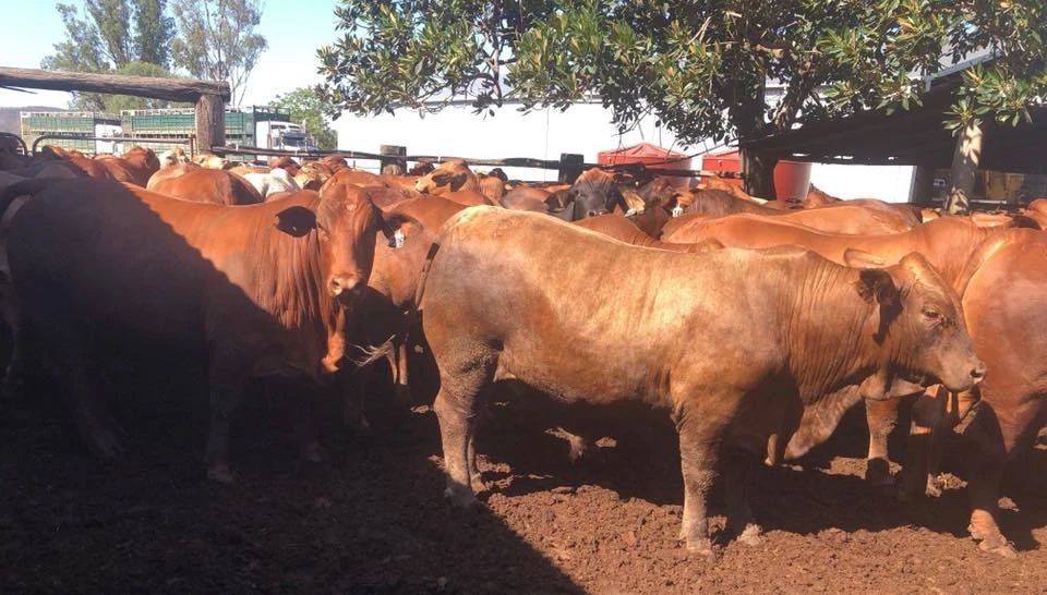 January 2020 Bulls