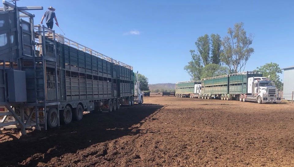 178 Bullocks Tucking