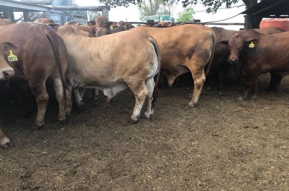 4 Dukcs Bulls