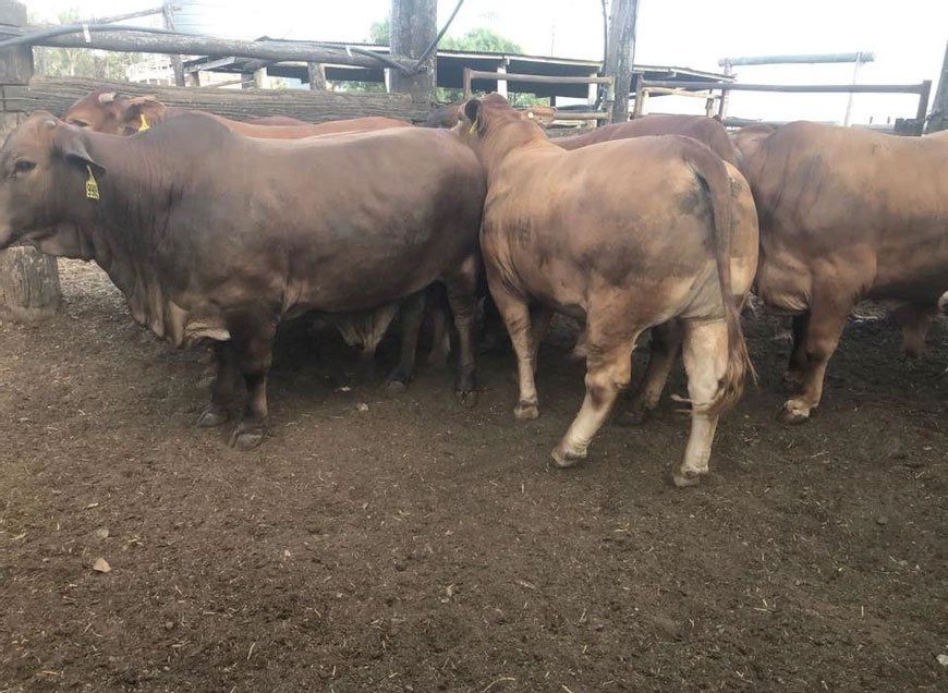 4 Dukcs Bulls