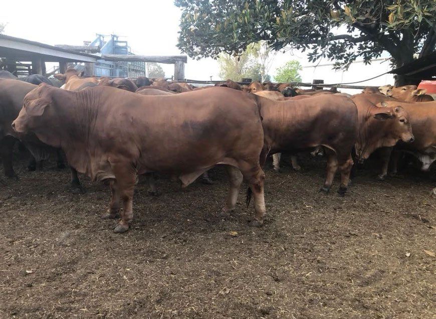 4 Dukcs Bulls
