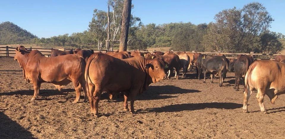 Farm Bulls