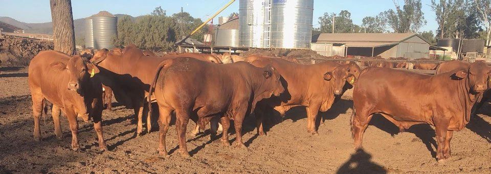 Farm Bulls