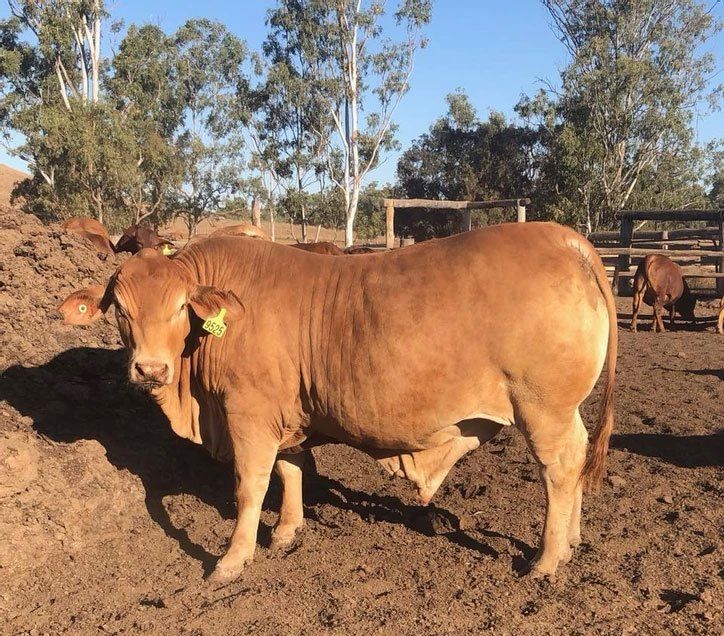 Farm Bulls