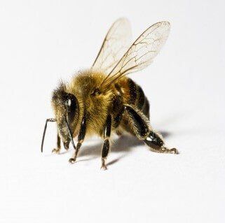 Bee - Pest Management in Aurora, CO