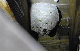 hornet problem - Pest Management in Aurora, CO