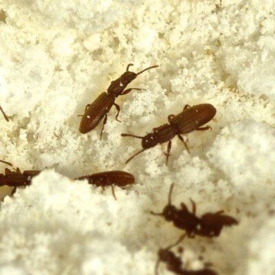 Tick - Pest Management in Aurora, CO Tick - Pest Management in Aurora, CO