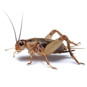 Cricket - Pest Management in Aurora, CO Cricket - Pest Management in Aurora, CO