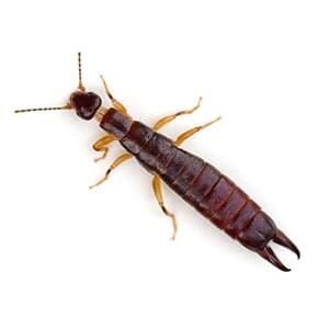 Earwig - Pest Management in Aurora, CO Earwig - Pest Management in Aurora, CO