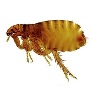 Flea - Pest Management in Aurora, CO Flea - Pest Management in Aurora, CO