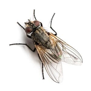 Fly - Pest Management in Aurora, CO Fly - Pest Management in Aurora, CO